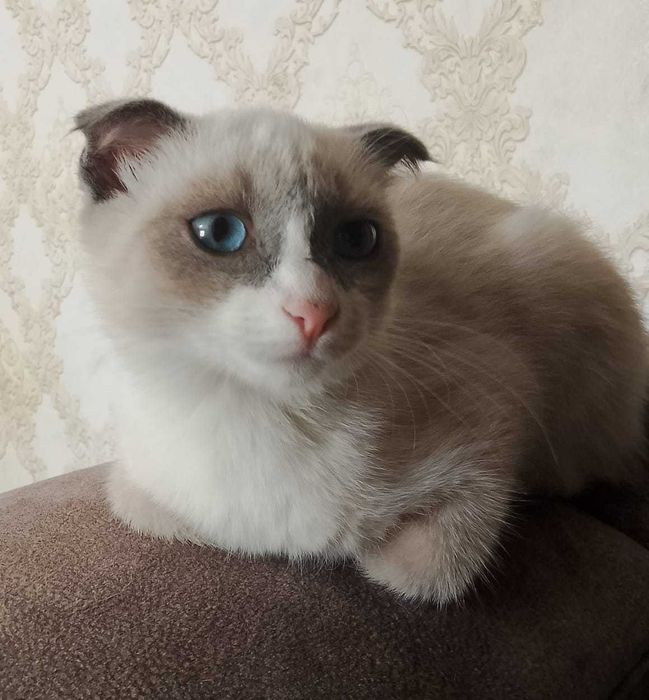 Отдам котенка мальчик