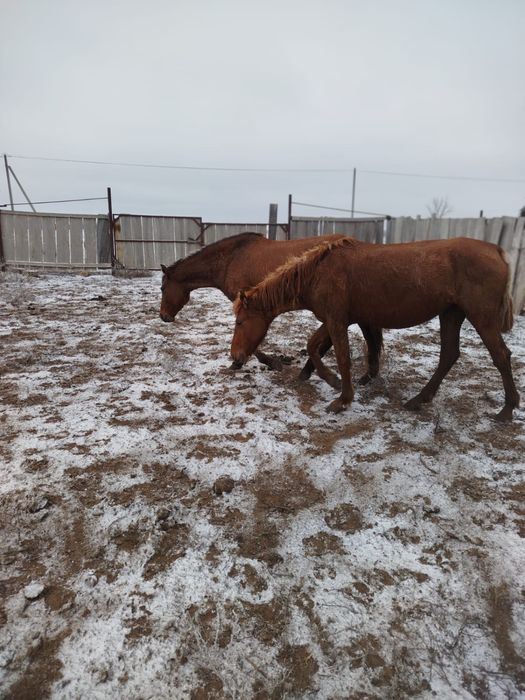Байтал сатылады 3жаста