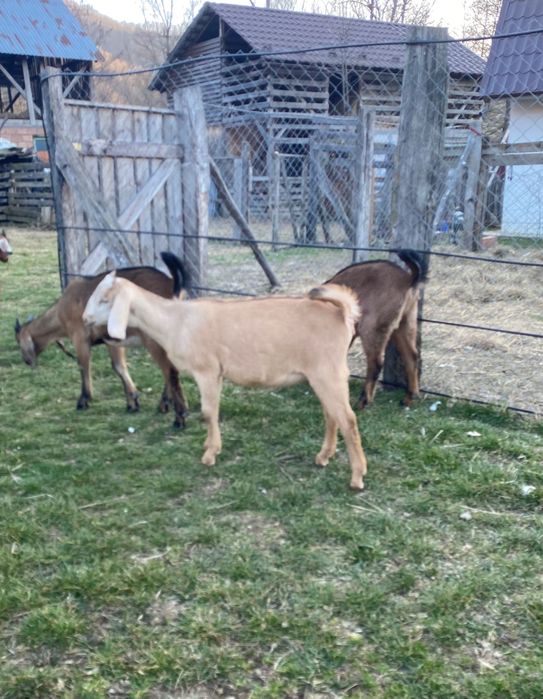 Iezi Anglo nubian metis cu alpin francez