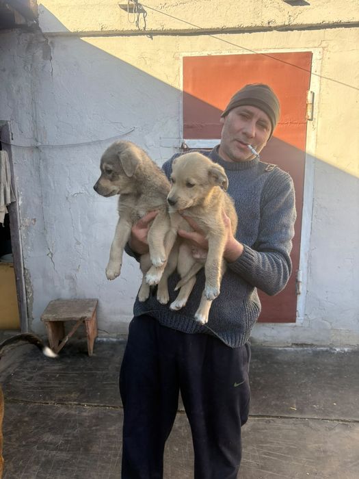 Отдам щенков в добрые руки