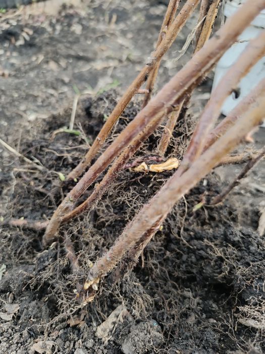 Продам саженцы малины