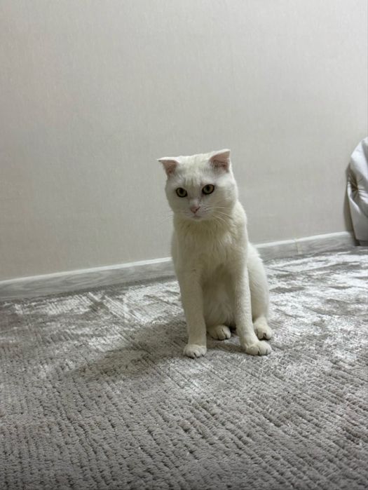 Спокойный и воспитанный кот в подарок