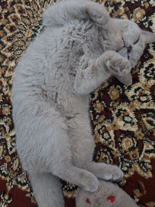 Zotli mushik sotiladi