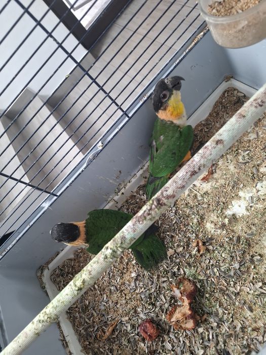 Papagali caique și aratinga jandaya