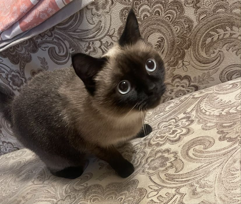 Сиамская кошечка в добрые руки