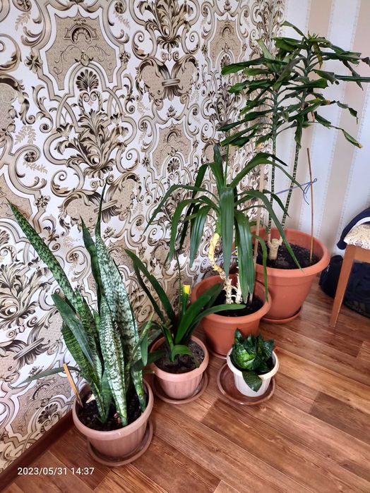 Комнатные цветы продам