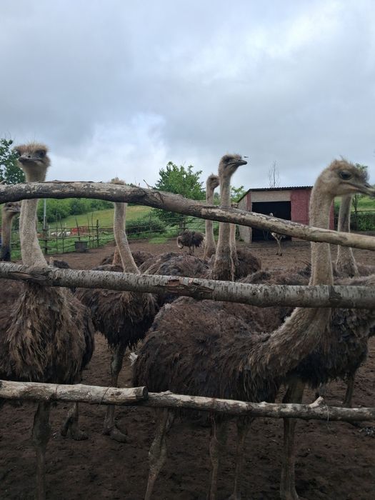 Pui de struț  de vânzare!