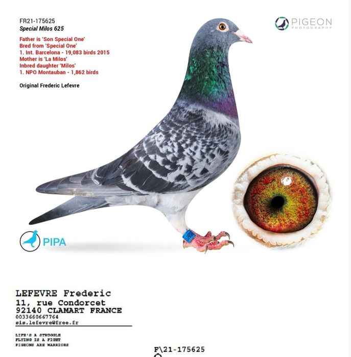 Voiajori maraton-maraton extrem