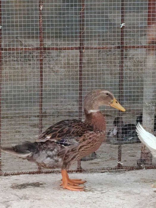 Favorit órdaklar sotiladi 100000 dan