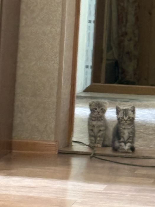 Котенок шотландский