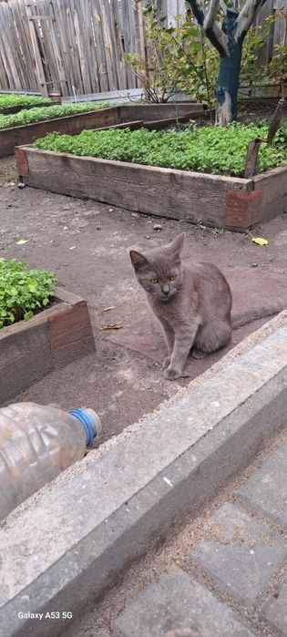 Котенок пришел к нам во двор, девочка