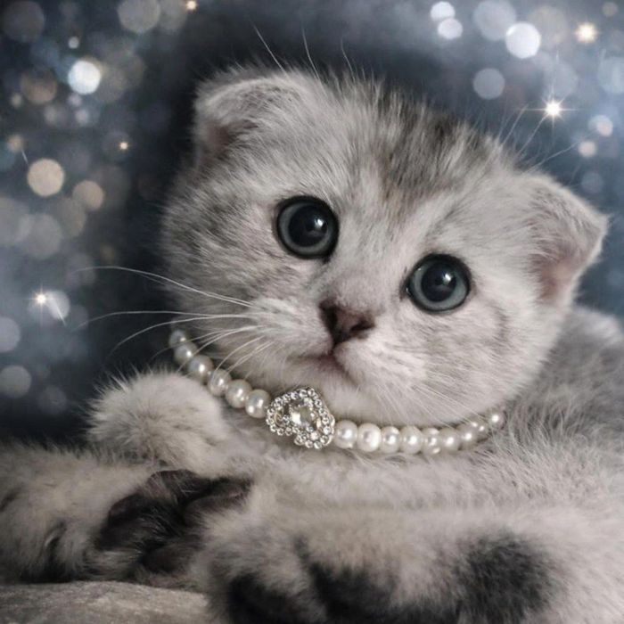 Shinshilla Shotlandski Pasportlari bn