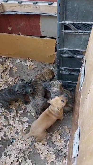 Питбультерьер, американский.