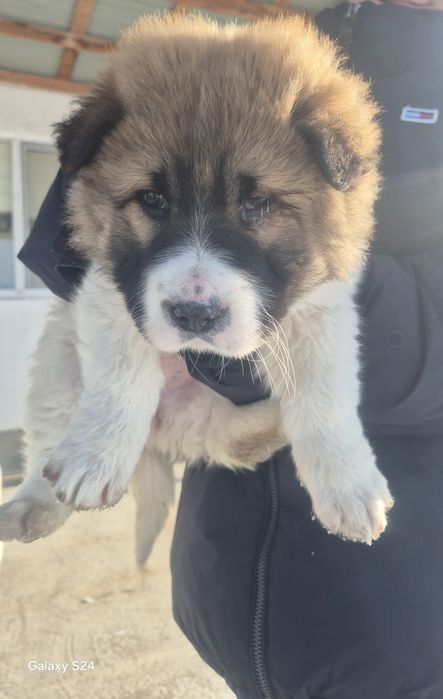 Собака,кушык,алабай