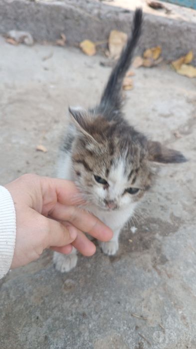 Отдам даром в хорошие руки