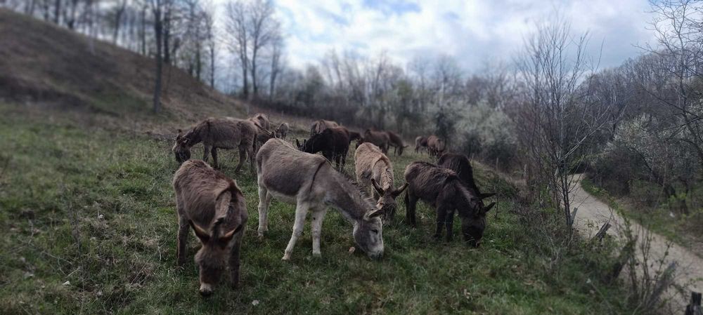 Lapte crud de măgăriță