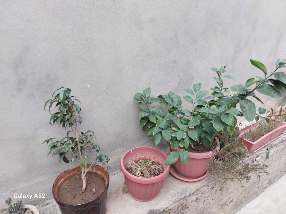 Продается комнатные цветы