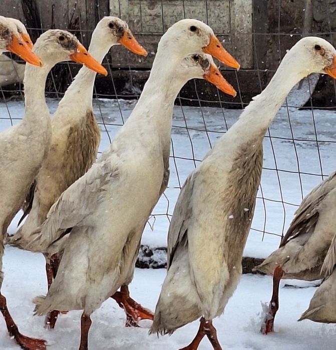 Ouă rațe indiene alergătoare linie Italia