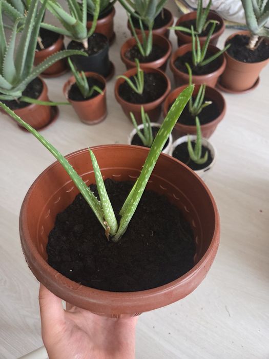 Алоэ-Вера, цветы