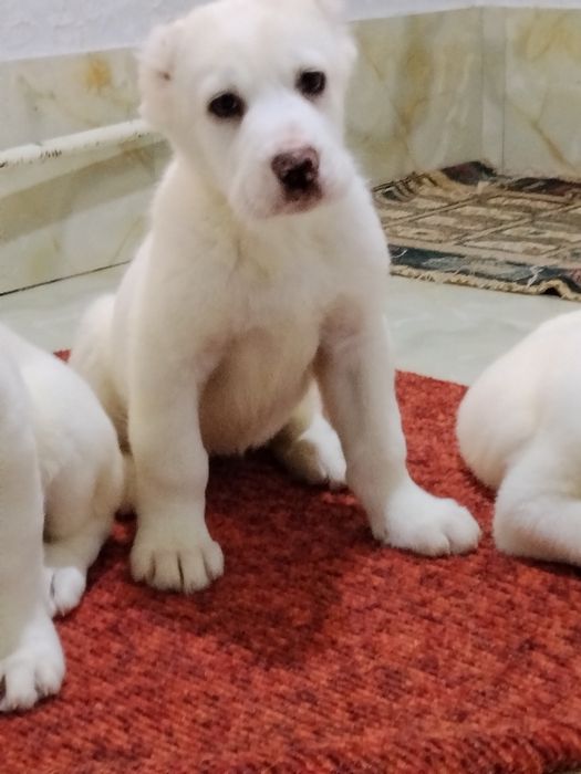 АЛАБАЙ щенки девочки продаются.