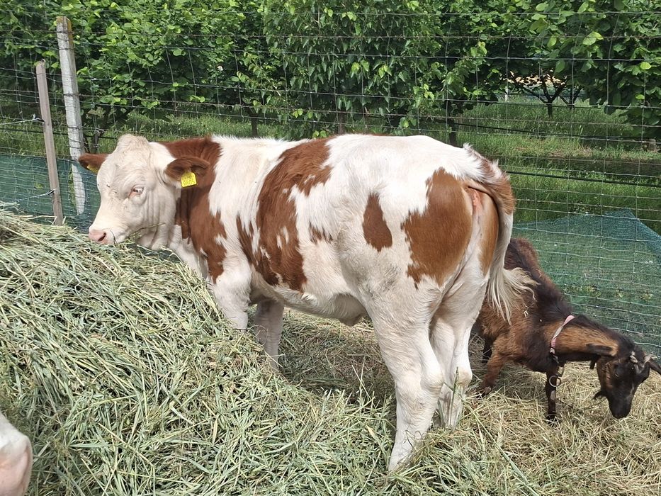 Vitea pt prasila fara coarne genetic