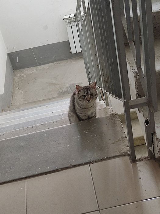 Спасите котика, который выброшен видимо