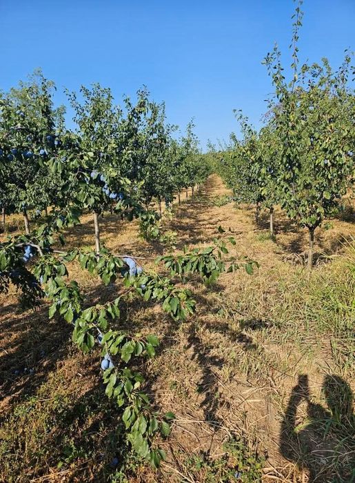 Teren intravilan Sasenii Noi