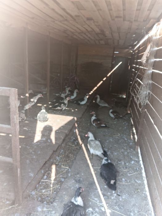 Продаю утят и сено