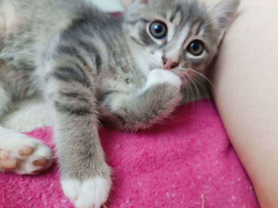 Умный котенок девочка