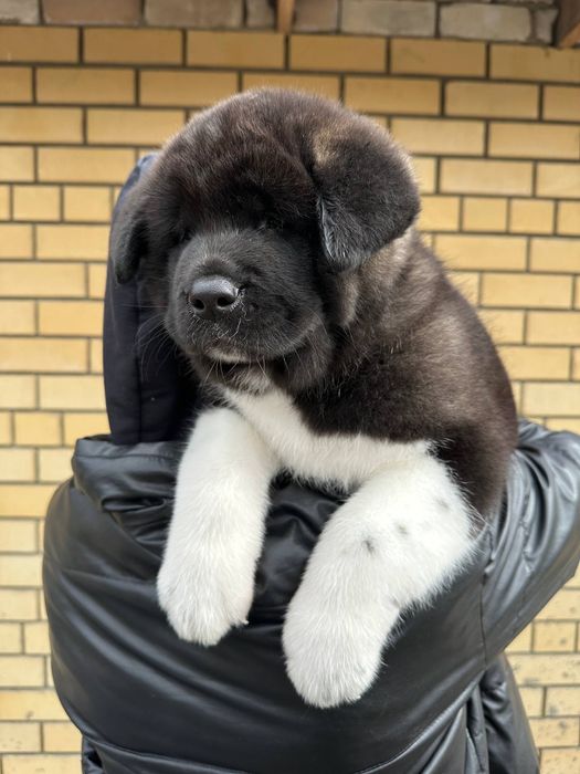 Щенки американской акиты