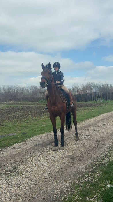 Vând iapa pur sange englez 7 ani cu acte și pedigri