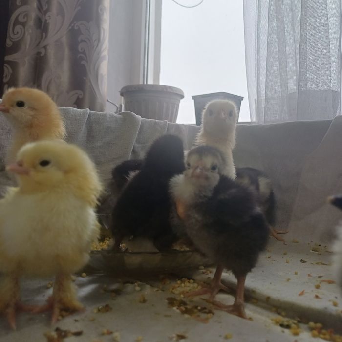 Продам домашних цыплят