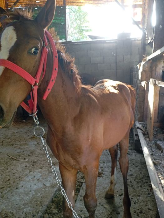 Тай майда 1 Жаска толады