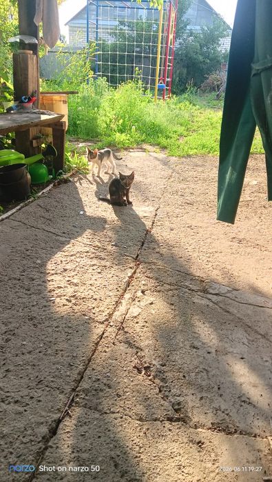 Отдам котят даром!