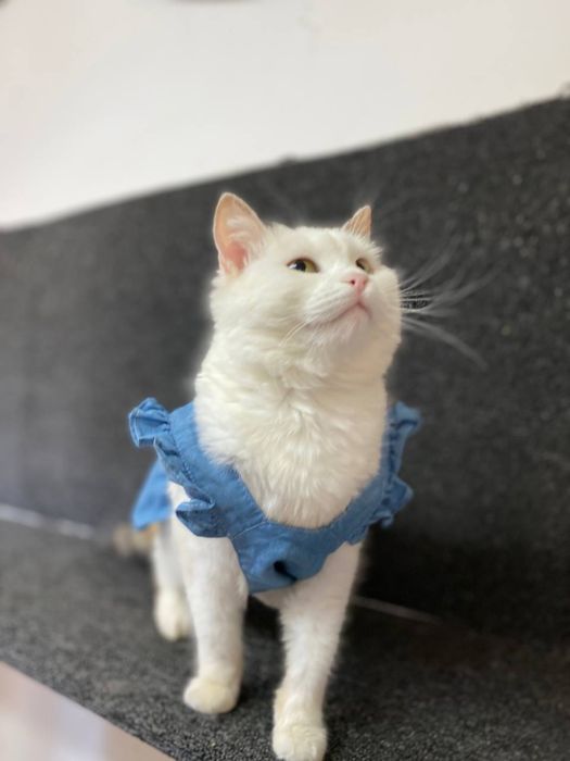 Отдам кошку в добрые руки