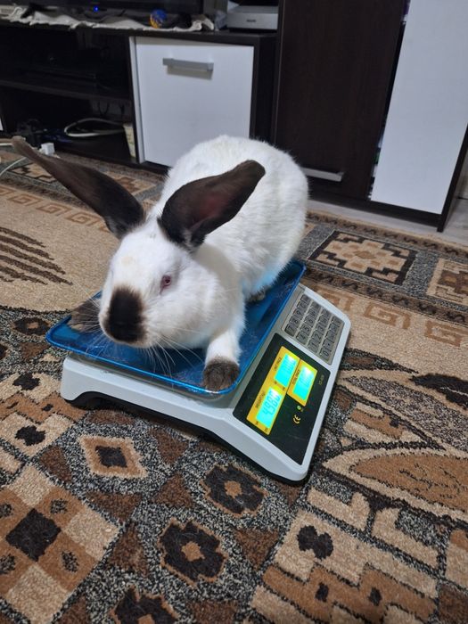 Urias Transilvania..