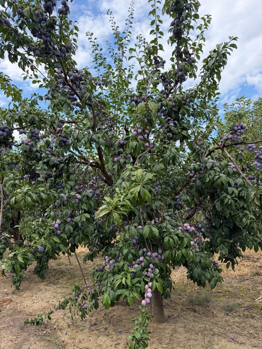 Vând prune de țuică!