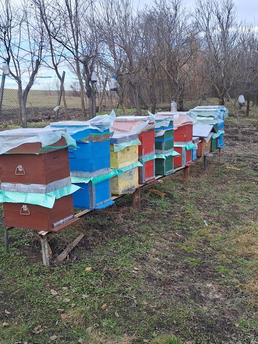 Vând 10 famili de albine cu tot cu lăzi