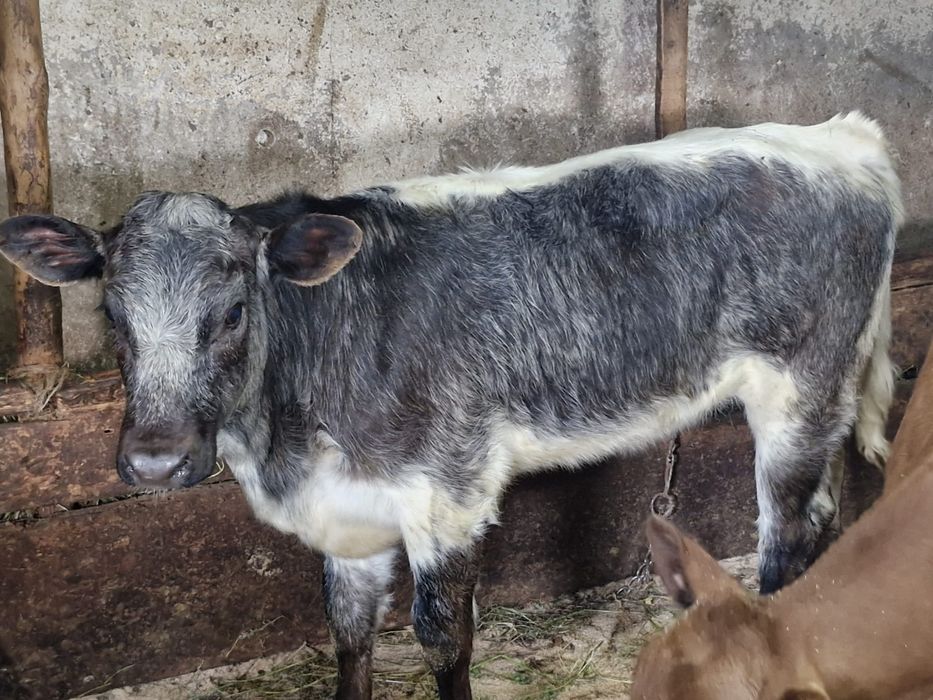 Vand o vitica belgiana si un tauras Angus
