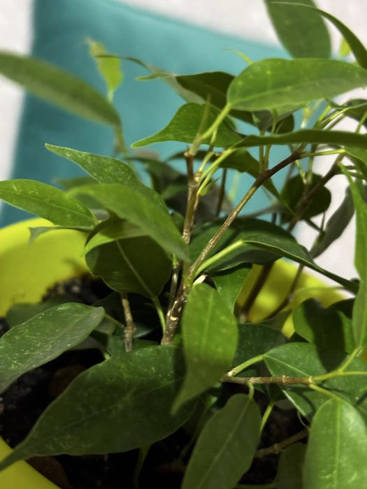 Фикус в добрые руки