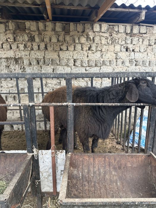 Қойлар қошқарлар сатылады