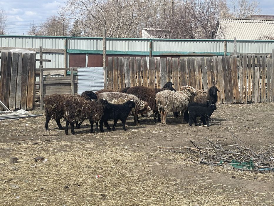 Продам баранов/курдючных