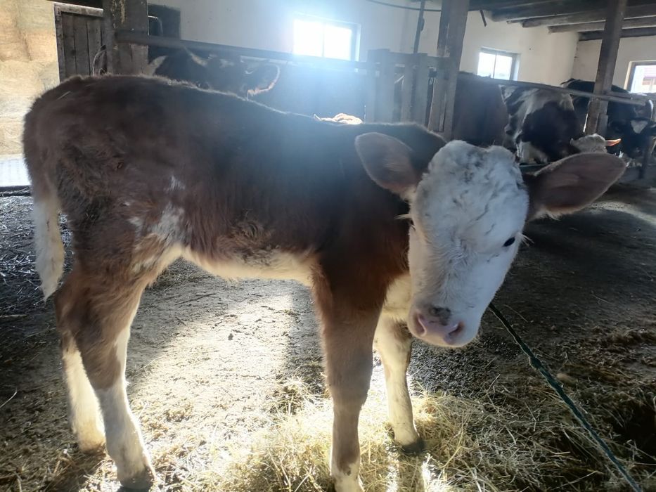 Vând 2 tăurași și 2 vițele