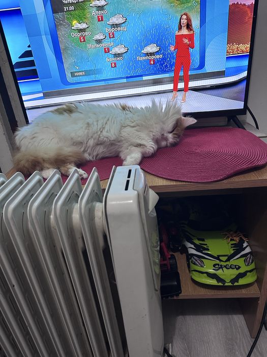 Френски Булдог момиче