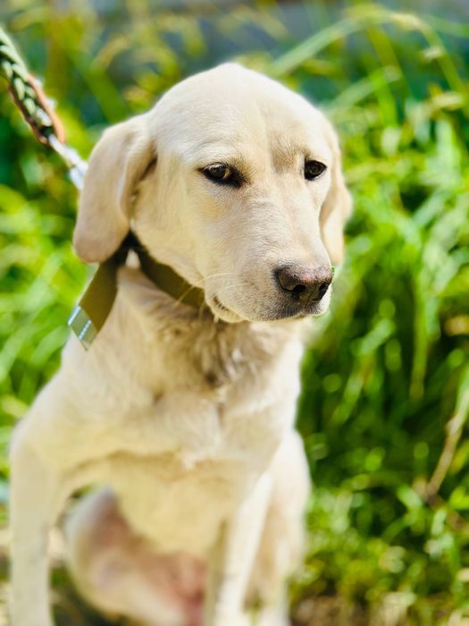 Айрис ищет семью. Очень нежная девочка