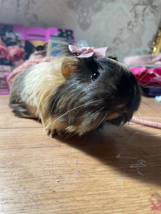 Продам морскую свинку девочку