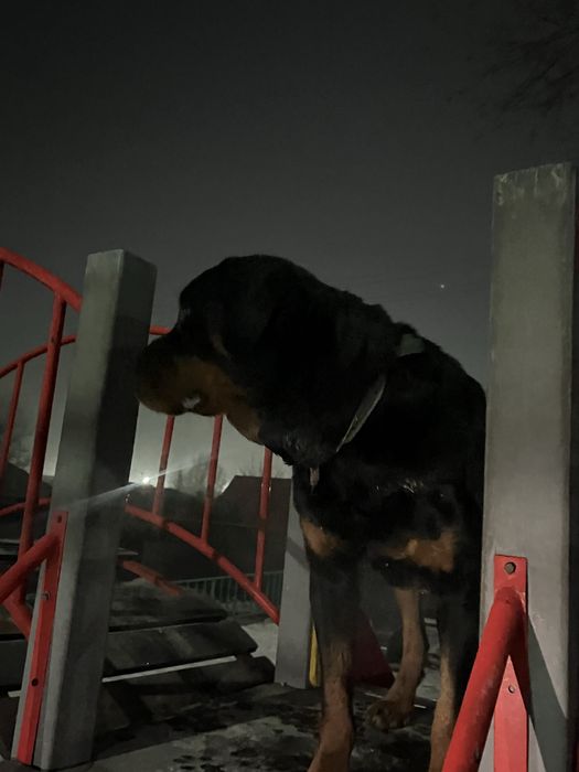 Парода радвиллер чисто