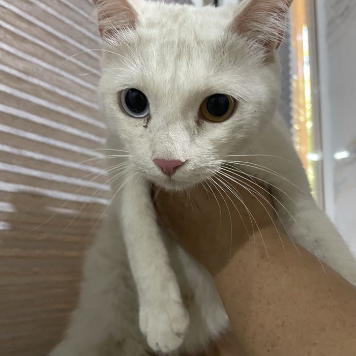 Отдаётся кошка. 1 год