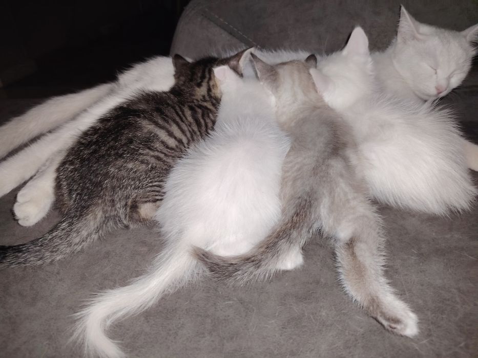 Отдам котят в хорошие руки