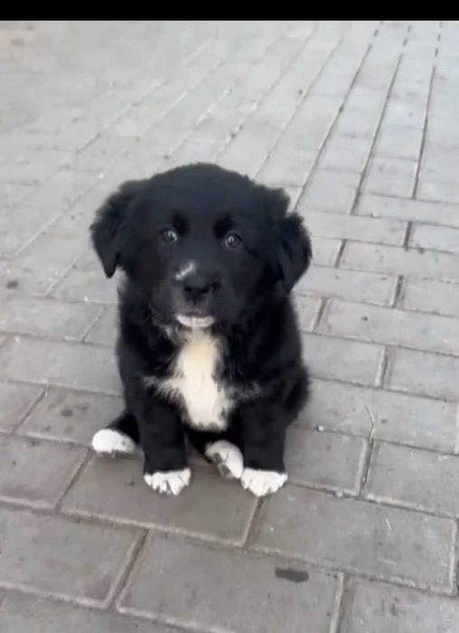 Маленький домашний щеночек "девочка" отдается в хорошую семью